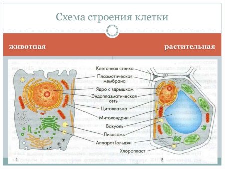 Схема строения животной и растительной клетки