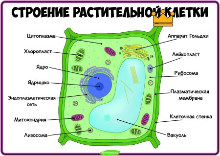 Клетка растения раскраска