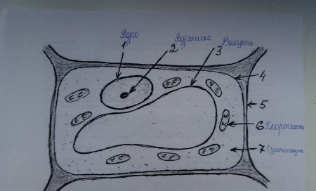 Клетка биология строение схема