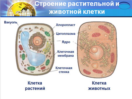 Строение клетки животного рисунок