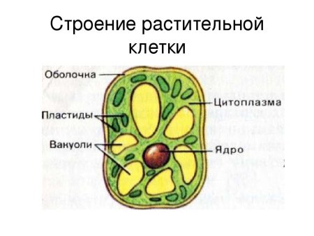 Строение растительной клетки, обозначить органоиды