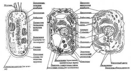 Модель животной клетки 5 класс биология
