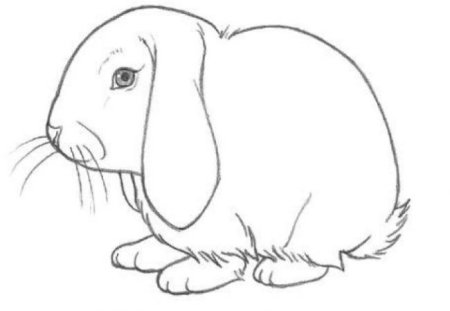 Вислоухий кролик раскраска