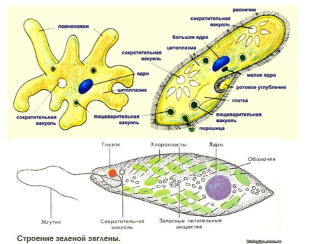 Протисты строение клетки