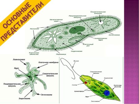 Строение простейших организмов 7 класс