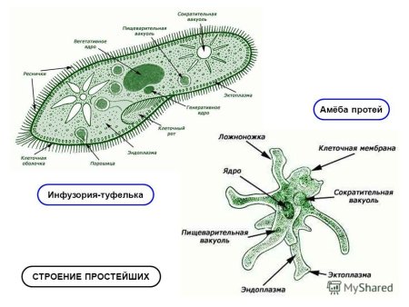Строение простейших животных амеба обыкновенная