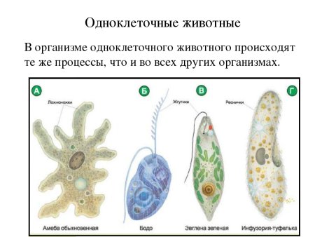 Животные одноклеточные и многоклеточные 5 класс биология
