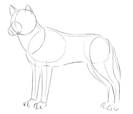 Поэтапное рисование волка