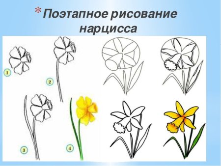 Поэтапное рисование цветы