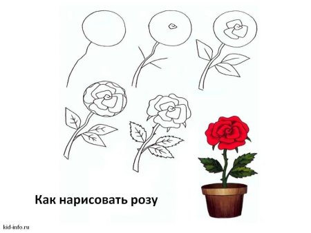 Пошаговое рисование розы