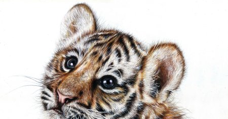 Рысь рисунок