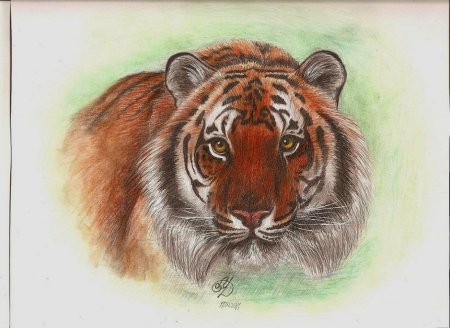 Разные животные для срисовки