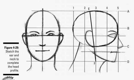 Конструкция головы человека