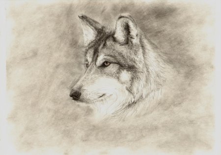 Рисунки Волков карандашом