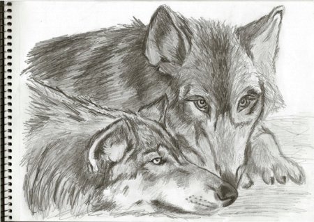 Рисунки Волков карандашом