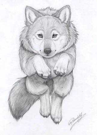 Рисунки карандашом животные лёгкие