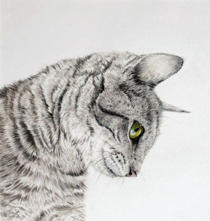 Животные карандашом