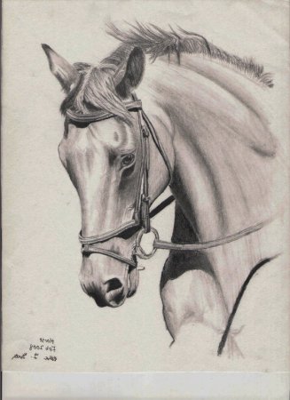 Красивые рисунки лошадей карандашом
