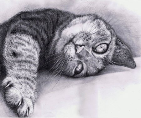 Кошка рисунок карандашом