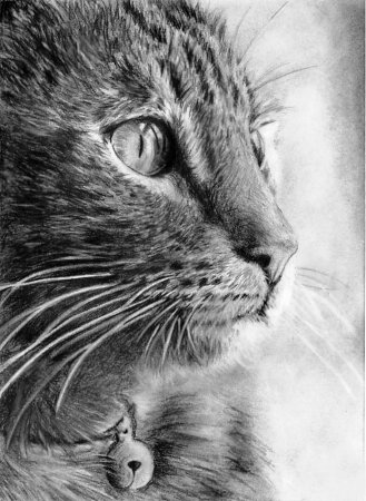 Рисунки котов карандашом