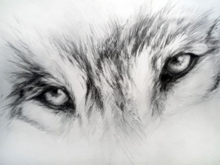 Глаза волка рисунок карандашом