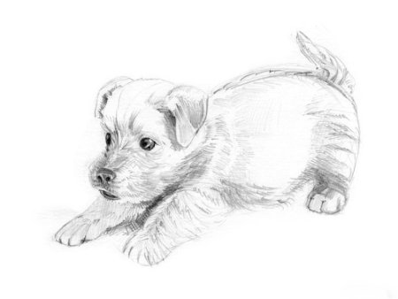 Рисунки животных карандашом