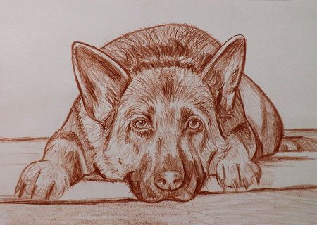 Собака рисунок карандашом