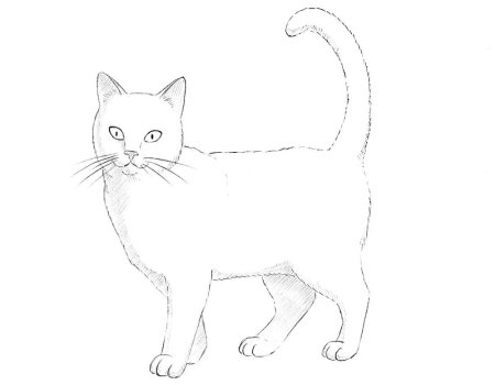 Рисунок кошки легкий для срисовки