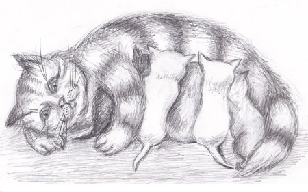 Кошка карандашом