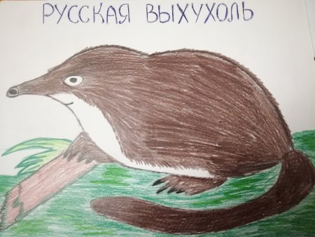 Животные красной книги рисунки
