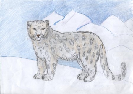 Рисунки животных красной книги