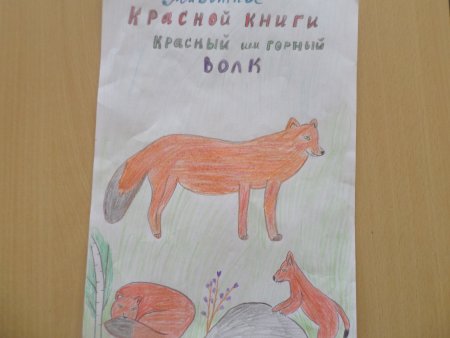 Животные из красной книги рисунки