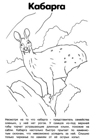 Рисунок на тему животные