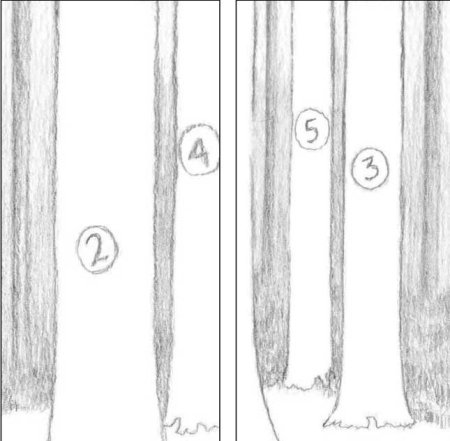 Рисунки леса легкие