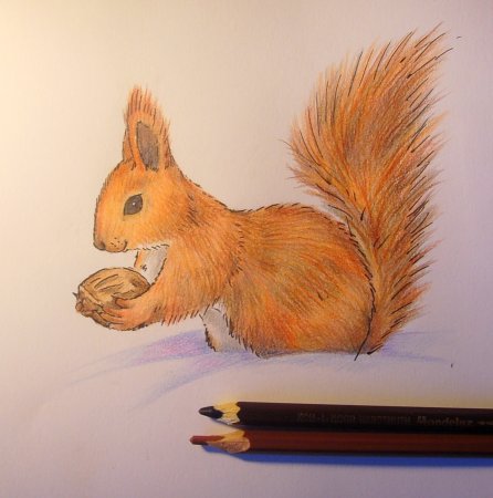 Рисунок белки для срисовки