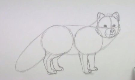 Лёгкие рисунки песца