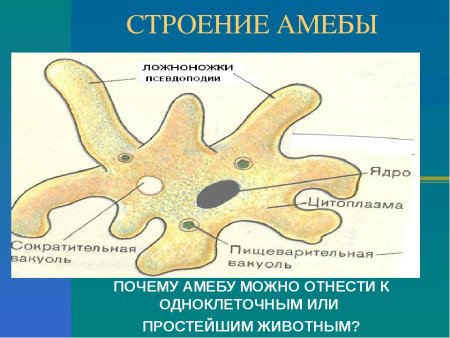 Биология амеба строение