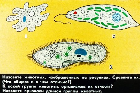 Строение амебы и инфузории