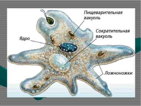 Строение одноклеточной амёбы обыкновенной