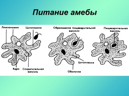 Схема питания амебы обыкновенной