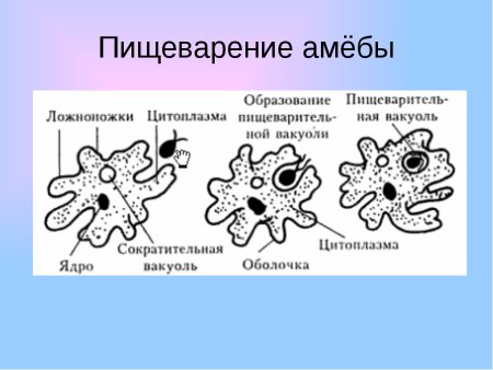 Пищеварительная система амебы 6 класс