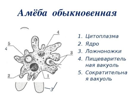 Структура амебы обыкновенной