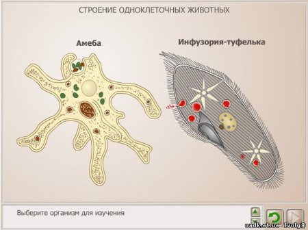 Амеба одноклеточного животного строение