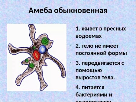 Амёба обыкновенная описание