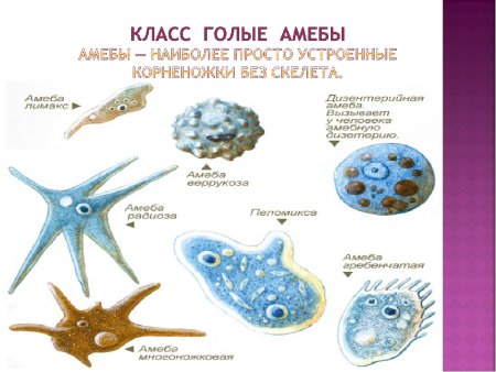 Простейшие 7 класс биология корненожки