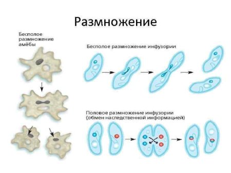 Половое размножение амебы