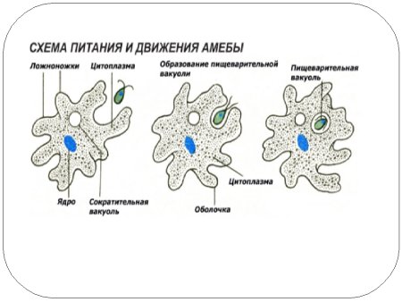 Пищеварительная вакуоль амебы