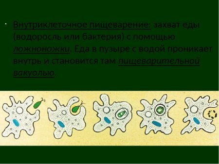 Клеточные структуры амебы