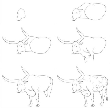 Поэтапное рисование быка