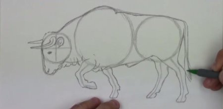 Поэтаповое рисование быка
